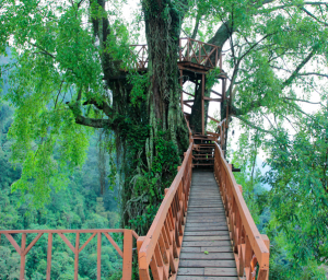 Rumah Pohon dan Jembatan Gantung Curug Ciherang Jonggol